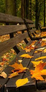 Paisaje,Otoño,Hojas