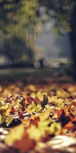 Autumn,Leaves,Landscape