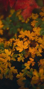 Feuilles,Branche,Macro,Automne