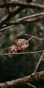 Autumn,Leaves,Macro,Branches,Dry