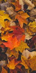 Autumn,Leaves,Macro,Fallen Leaves,Brown