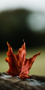 Autumn,Leaves,Macro,Maple