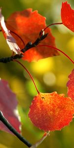 Hojas,Macro,Madera,Rama,Árbol,Otoño