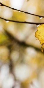 Autumn,Leaves,Macro,Wood,Tree,Drops,Rain