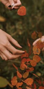 Autumn,Leaves,Miscellaneous,Branches,Hands,Miscellanea,Fingers