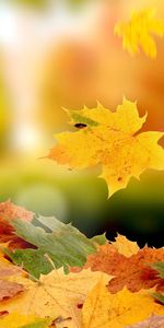 Feuilles,Plantes,Automne