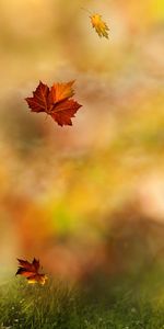 Autumn,Leaves,Plants