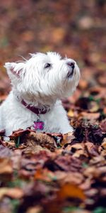 Se Coucher,Mensonge,Animaux,Chien,Terrier,Feuilles,Automne