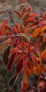 Macro,Branches,Feuilles,Gel,Givre,Automne