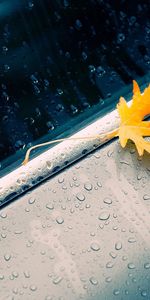 Feuille,Machine,Drops,Une Voiture,Macro,Automne