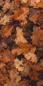 Autumn,Macro,Dry,Fallen,Leaves,Brown