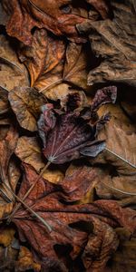 Autumn,Macro,Dry,Leaves,Brown