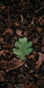 Autumn,Macro,Dry,Leaves,Leaflet