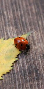 Autumn,Macro,Ladybird,Ladybug,Surface,Leaflet