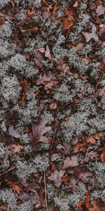 Autumn,Macro,Land,Moss,Dry,Fallen,Leaves,Earth