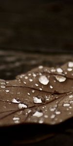 Autumn,Macro,Leaf,Dry,Dark,Brown,Sheet