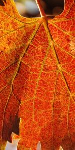 Autumn,Macro,Leaf,Sheet,Carved,Veins