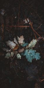 Autumn,Macro,Moisture,Oak,Fallen,Leaves,Drops