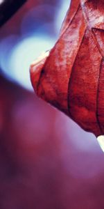 Autumn,Macro,Sheet,Leaf,Branch,Dry,Drops