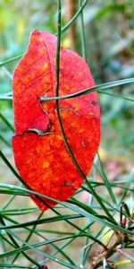 Autumn,Macro,Sheet,Leaf,Branch,Fir,Spruce