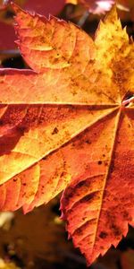 Autumn,Macro,Sheet,Leaf,Dry,Maple