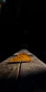 Autumn,Macro,Sheet,Leaf,Shadow,Dark