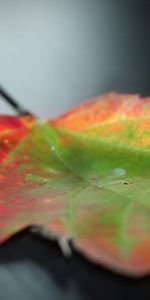 Macro,Feuille,Taches,Automne