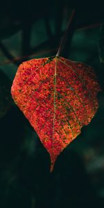 Autumn,Macro,Sheet,Leaf,Veins