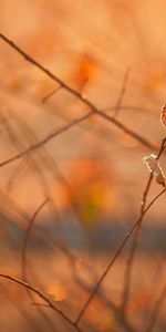 Branches,Matin,Lumière,Feuillage,Macro,Chaleur,Briller,Automne