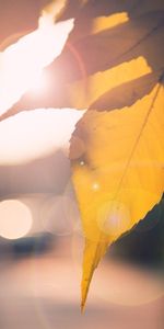 Autumn,Macro,Shine,Light,Leaf,Branch,Sheet