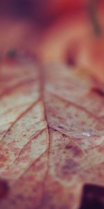 Autumn,Macro,Surface,Sheet,Leaf,Dry