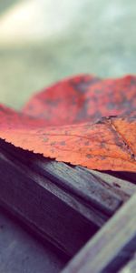 Macro,Feuille,Déchu,Tombé,Surface,Automne