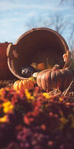 Autumn,Miscellanea,Basket,Straw,Miscellaneous,Harvest,Pumpkin