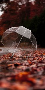 Autumn,Miscellanea,Foliage,Miscellaneous,Umbrella,Rain