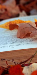 Feuilles,Feuillage,Pages,Divers,Sms,Page,Texte,Automne,Livre