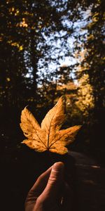 Autumn,Miscellaneous,Hand,Miscellanea,Leaflet