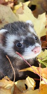 Autumn,Muzzle,Polecat,Ferret,Animals,Leaves