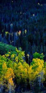 Autumn,Nature,Forest,Trees