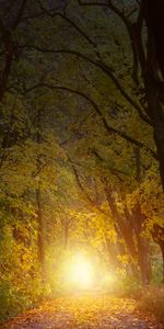 Autumn,Path,Sunlight,Nature,Trees,Arch