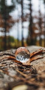 Autumn,Reflection,Miscellanea,Ball,Miscellaneous,Leaflet,Crystal Ball