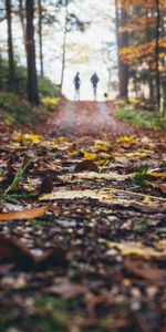 Camino,Siluetas,Paseo,Otoño,Naturaleza