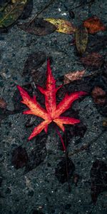 Autumn,Sheet,Leaf,Dry,Fallen,Nature