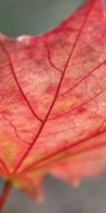 Macro,Sábana,Hoja,Arce,Caído,Otoño