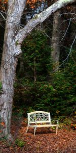 Nature,Bois,Arbre,Banc,Feuillage,Automne