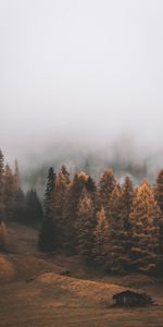 Autumn,Trees,Fog,Forest,Nature,Landscape