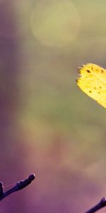 Autumn,Web,Sheet,Leaf,Branch,Nature,Bright