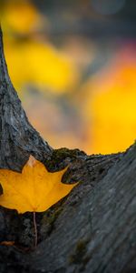 Autumn,Wood,Tree,Dry,Nature,Leaflet