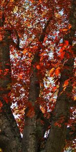 Autumn,Wood,Tree,Dry,Nature,Leaves