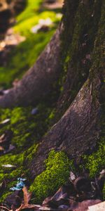 Autumn,Wood,Tree,Moss,Trunk,Nature,Foliage