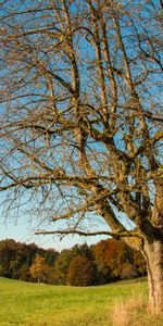 Autumn,Wood,Tree,Nature,Grass,Field